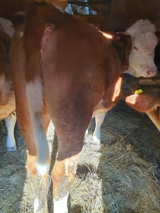 De vânzare 3 juninci Bălțată Românească (11-15 luni)