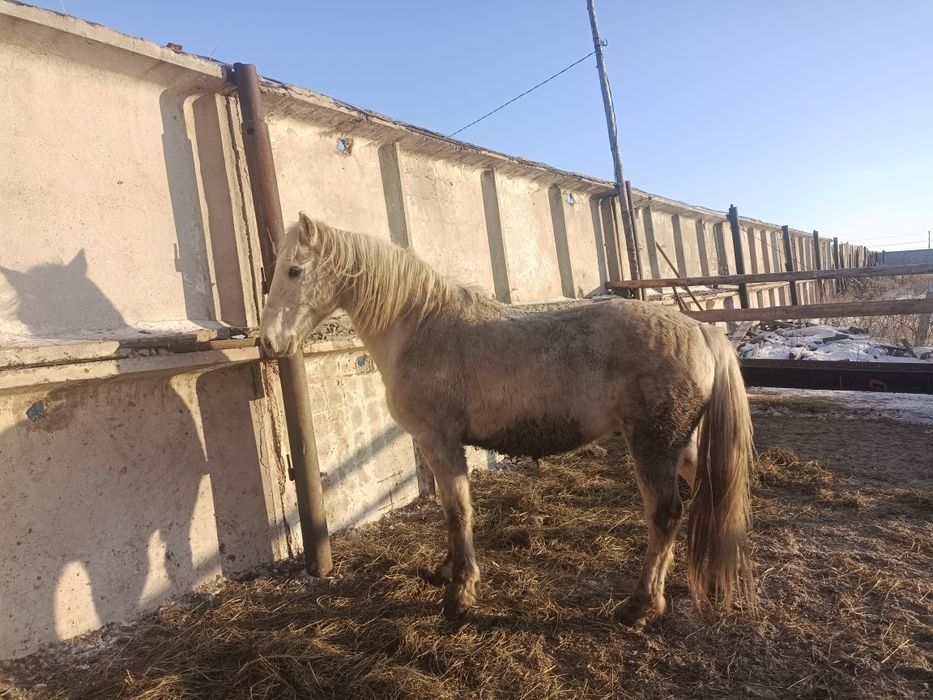 Продам жеребеца 6 лет