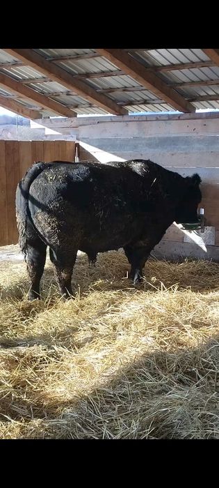Taur Aberdeen Angus