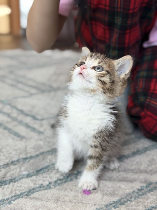 Отдам котенка в добрые руки
