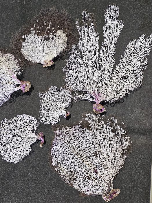 Кораллы , ракушки