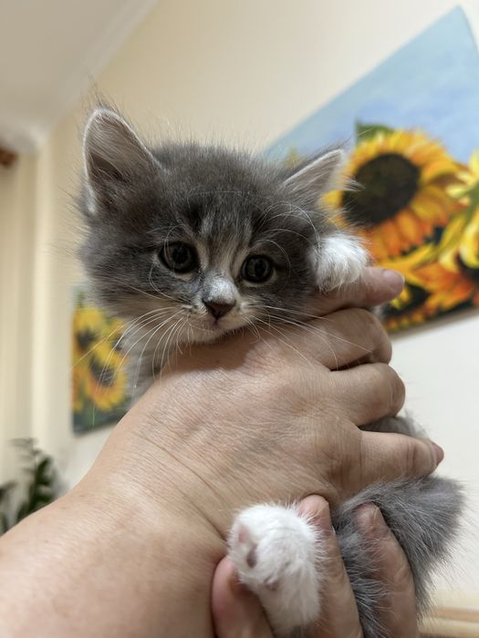Продам котят Полу Британцев
