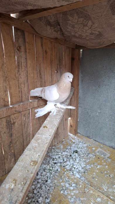 Голуби, көгершін.