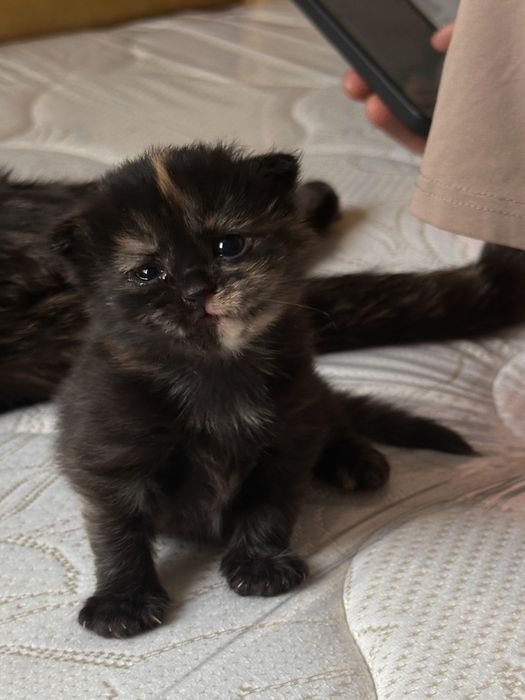 Котята, две девочки, в хорошие руки