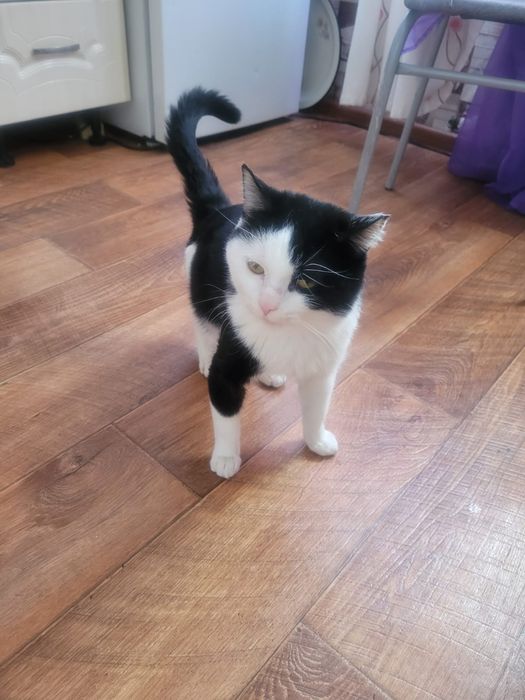 Отдам молодого котика в добрые руки