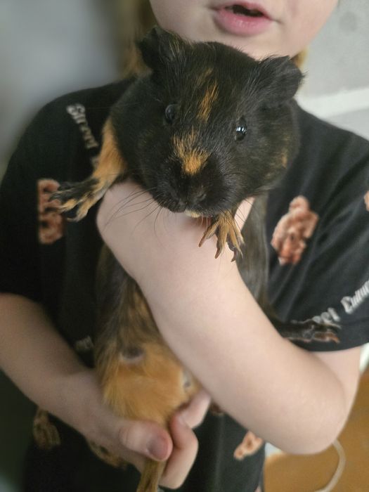 Продам морскую свинку девочка с клеткой