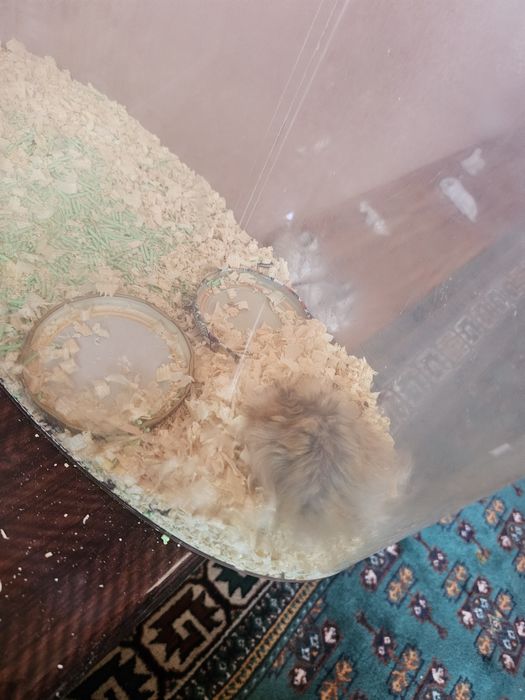 Хомяки сирийские