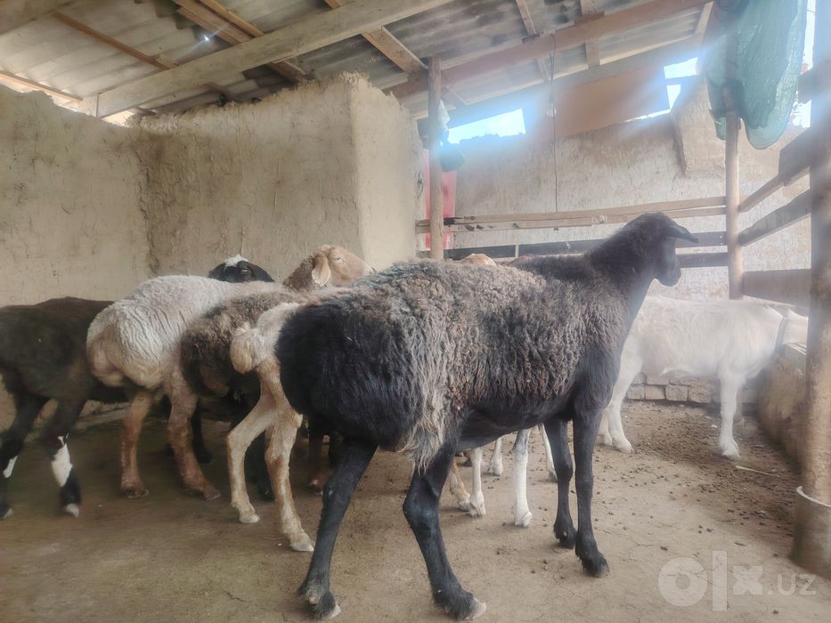 Qo'ylar holati alo darajada