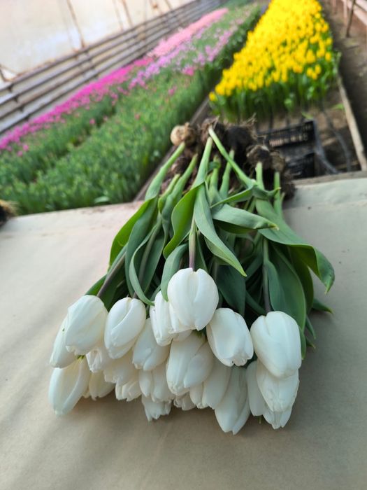 Тюльпаны Тюлпаны