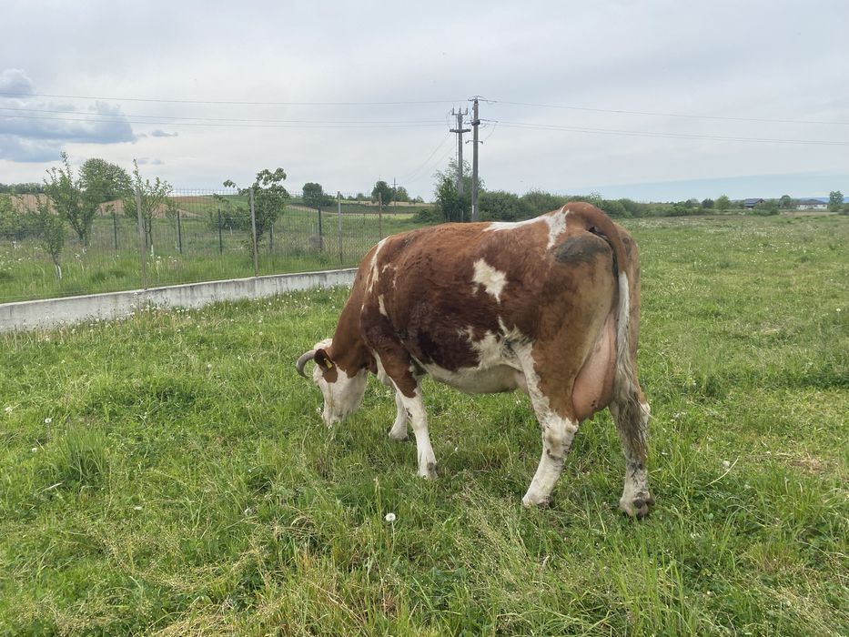 Vaca baltata romaneasca