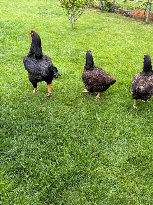 Combatant indian mare - 3+1 - Gaini de rasa