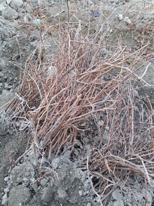 Har xil turdagi ko‘chatlar sotiladi