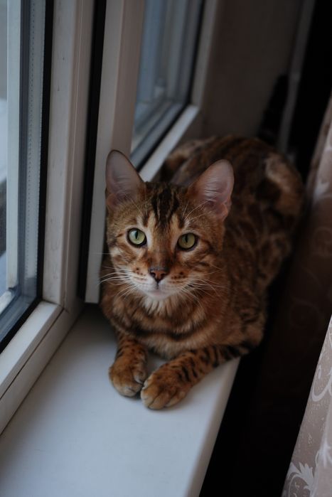 Бенгальская кошка