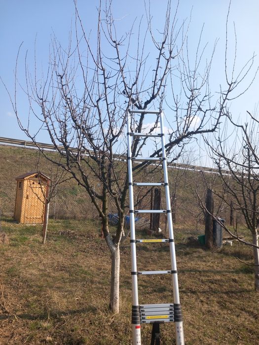 Taieri pomi fructiferi si vita de vie .