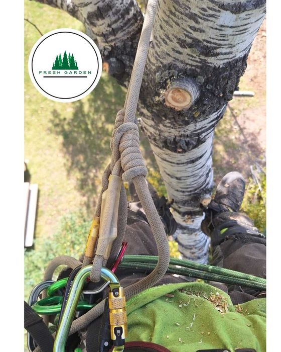 ARBORIST CERTIFICAT Toaletări Pomi Servicii Arboristică din America