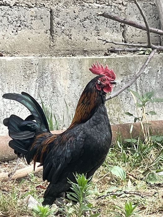 Yaponcha Xo'roz Sotiladi 2 ta