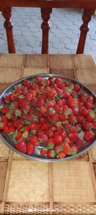 Рассада клубники