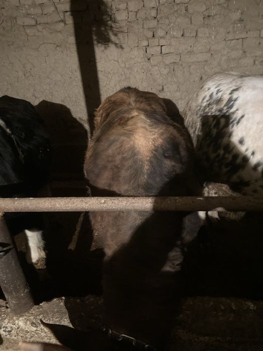 4 бас бука 2 жасар сатылады