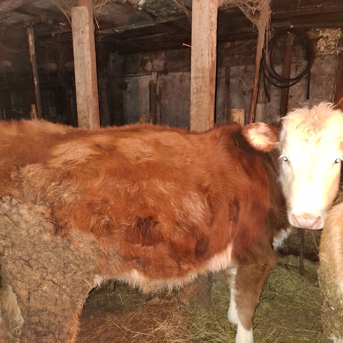 Продам коров бычков