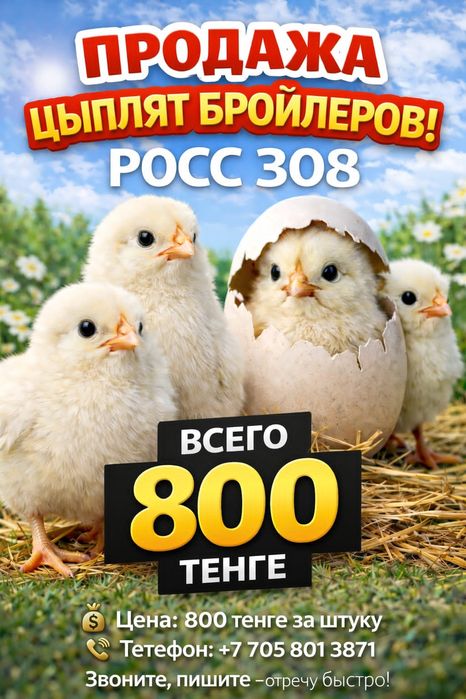 Продажа цыплят бройлеров