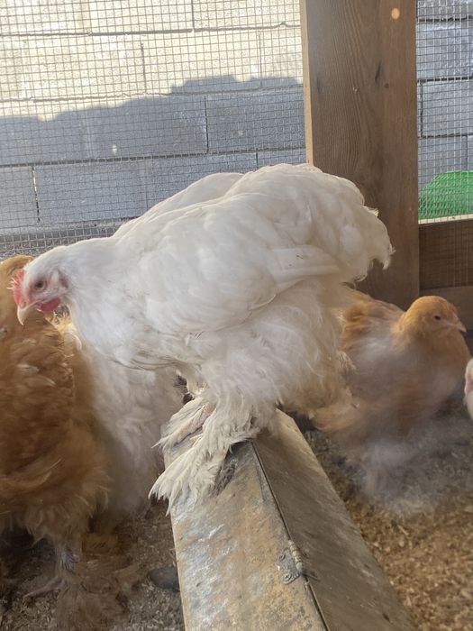 Продам цыплят подрошеных кохинхин