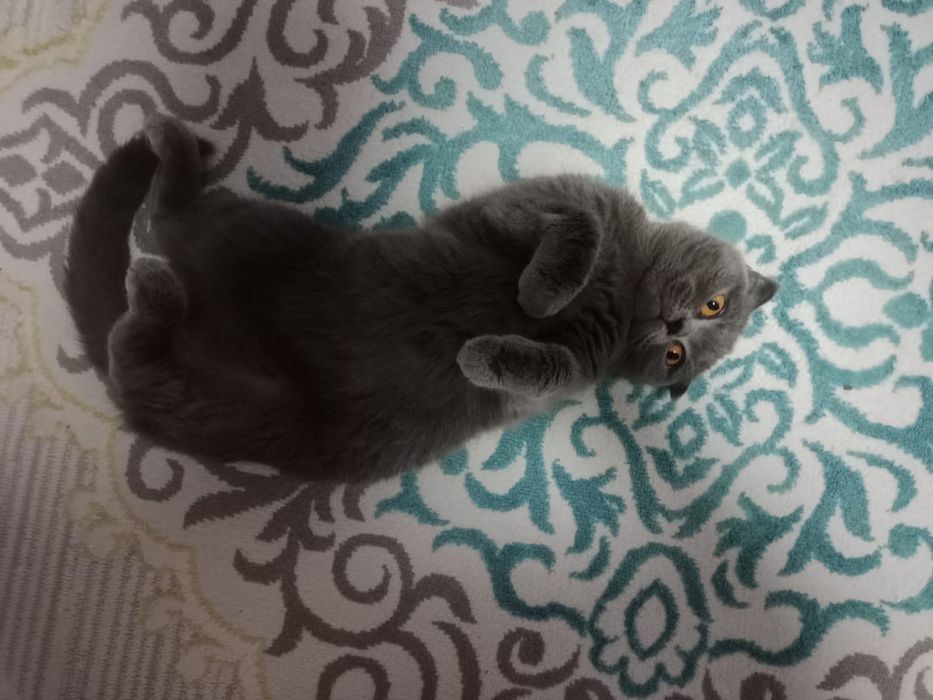 Продам кошку ...