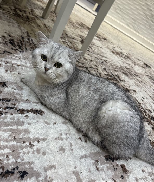 Продаётся котик Серебристая шиншилла