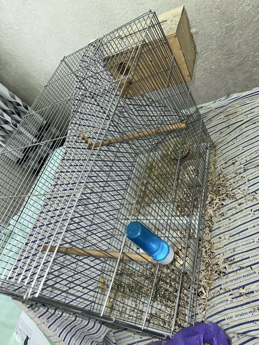 Toti qush nerazlushka