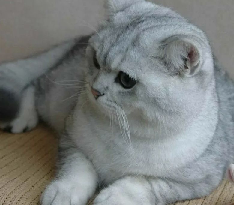 Вязка кота шиншиллы