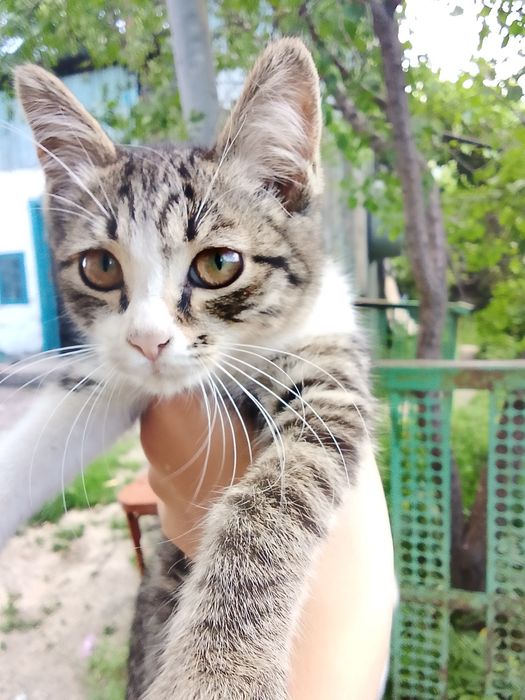 Котенок девочка, 4 месяца