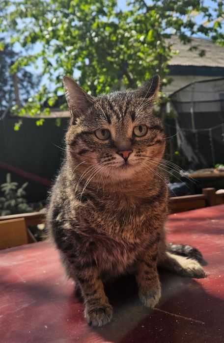 Котик Борис ищет дом!