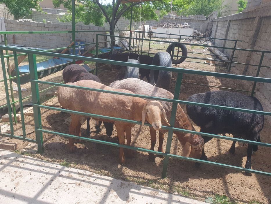 Qurbonlik  qo‘chqorlar sotiladi! ​: Tirik vazni 75-80 kg atrofida.