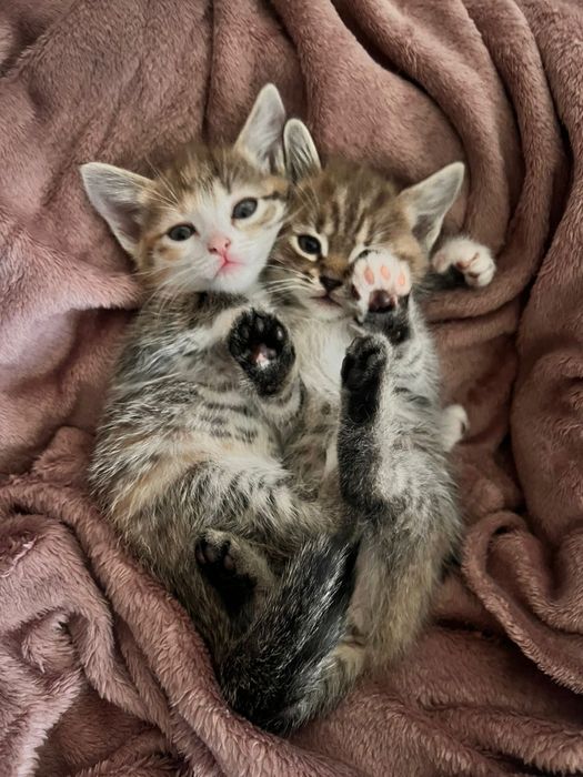 Котята 2 месячные