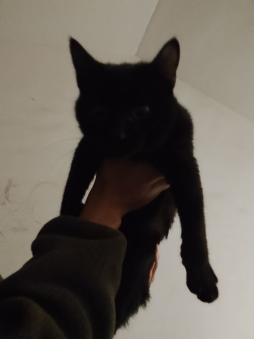 Котёнок, найденный ну улице