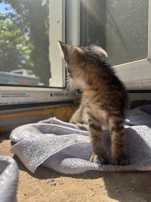 Котенок(девочка)