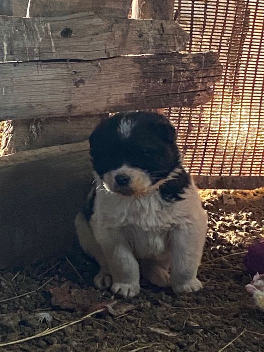 Төбет щенок обмен