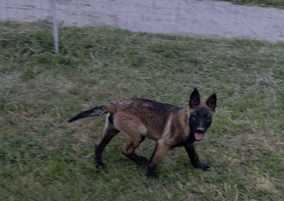 Ciobănesc Belgian Malinois