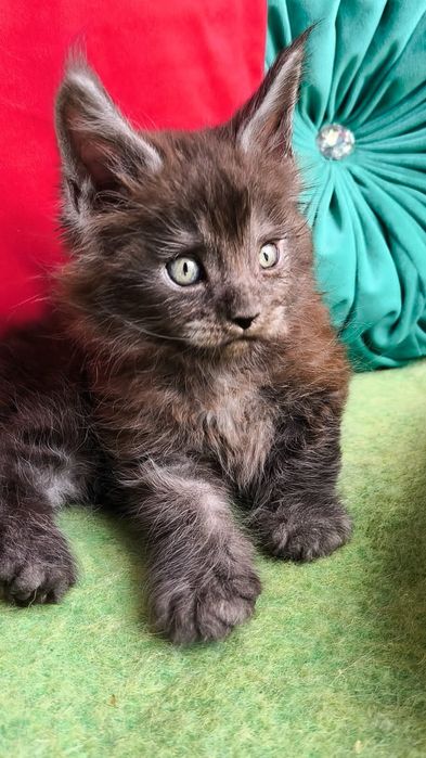 Гигант- Кун! Котята от МЕЙН- КУНОВ