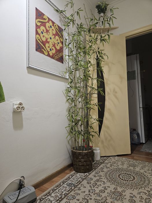 Бамбук высотой 210см