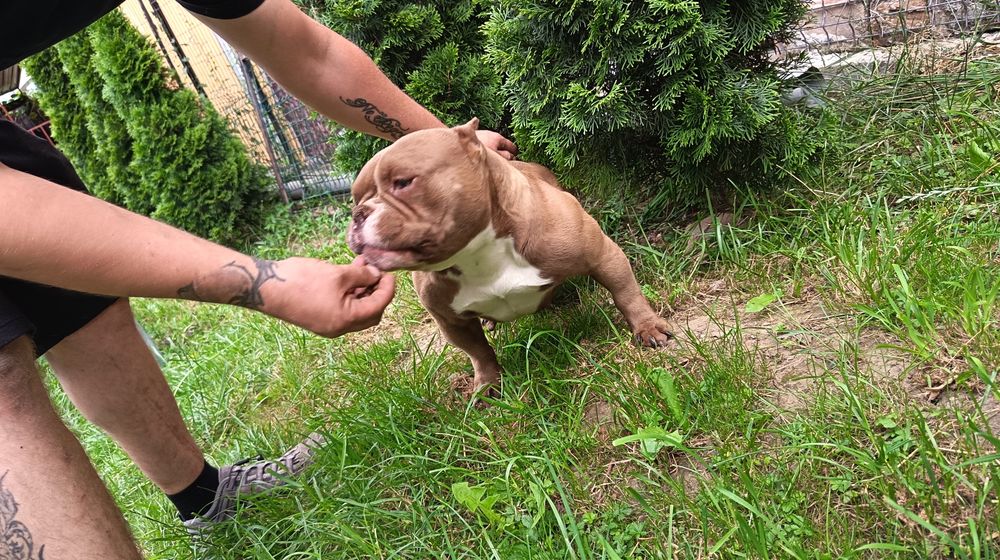Femela American Bully Micro