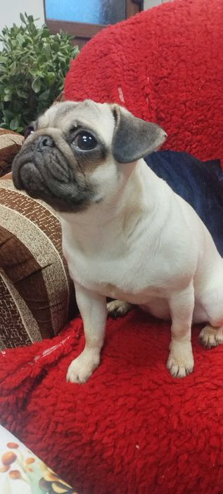 Продавам Кученце Мопс