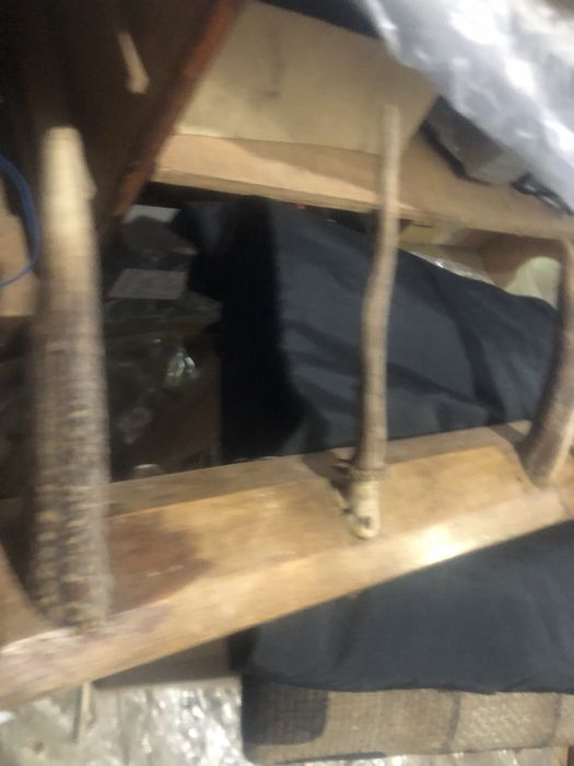 And 4 coarne de caprior 20 cm lungime