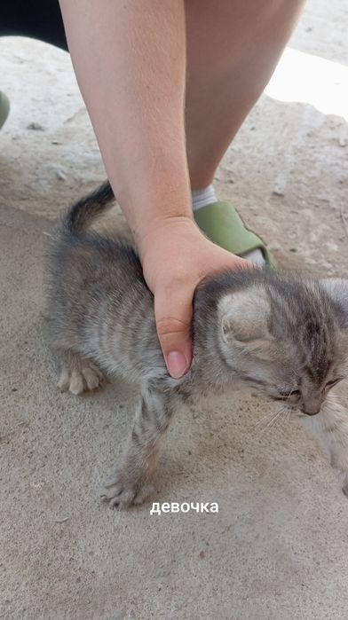 Отдам котят в хорошие руки