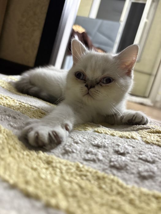 Пролаю котенка -британец