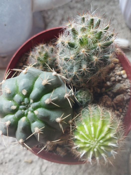 Калекцион кактусладан композиция.