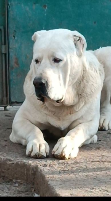 Продаются щенки Алабая