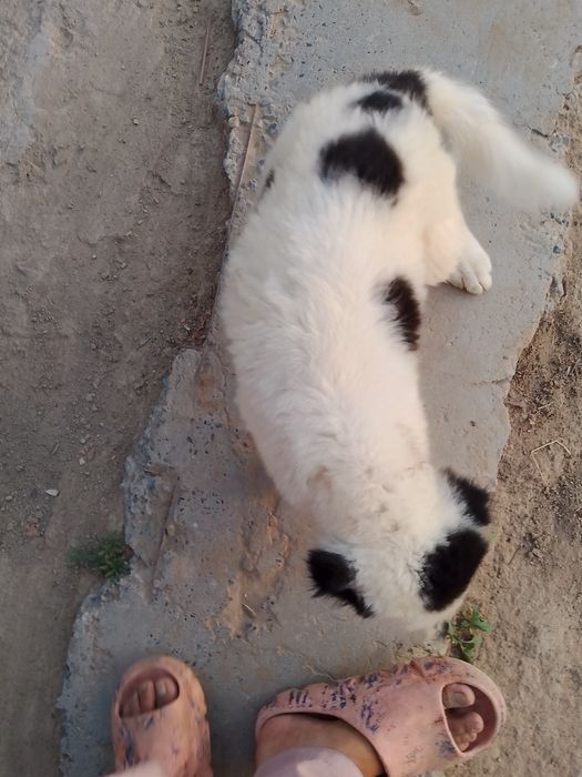 Alabay kuchukcha sotiladi