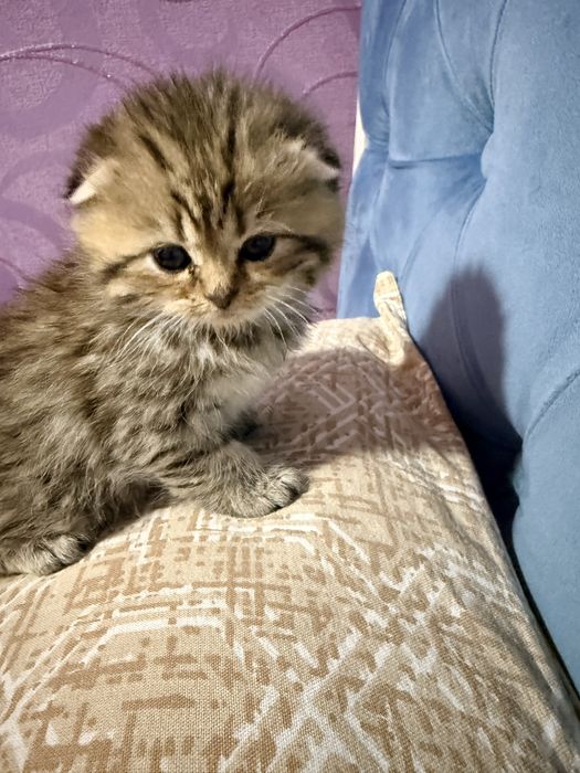 Мушук, котенок, мушукча, кошка Scottish Fold – золотая шиншилла табби