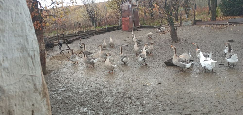 Продам гусей 11000