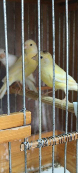 Канарейка 2 ойли